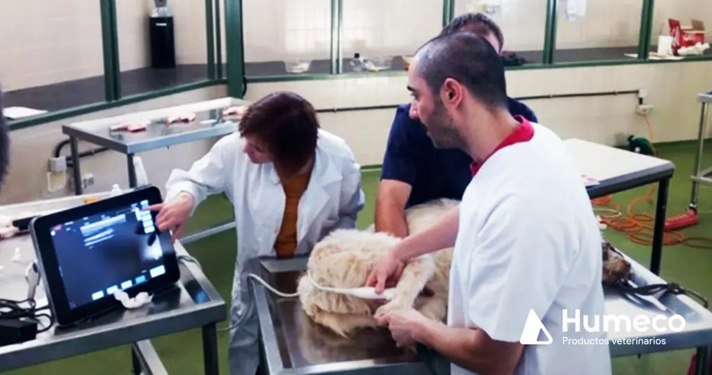 EPI Advanced - La técnica EPI®️ ha revolucionado el tratamiento de las tendinopatías en los caballos 🐎 con un índice de recuperación de más del 90% - VETERINARIA